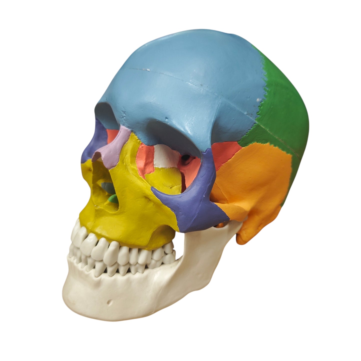 Osteopathisches Modell des menschlichen Schädels didaktische Version Schädelmodell Skelett Totenkopf Kopf