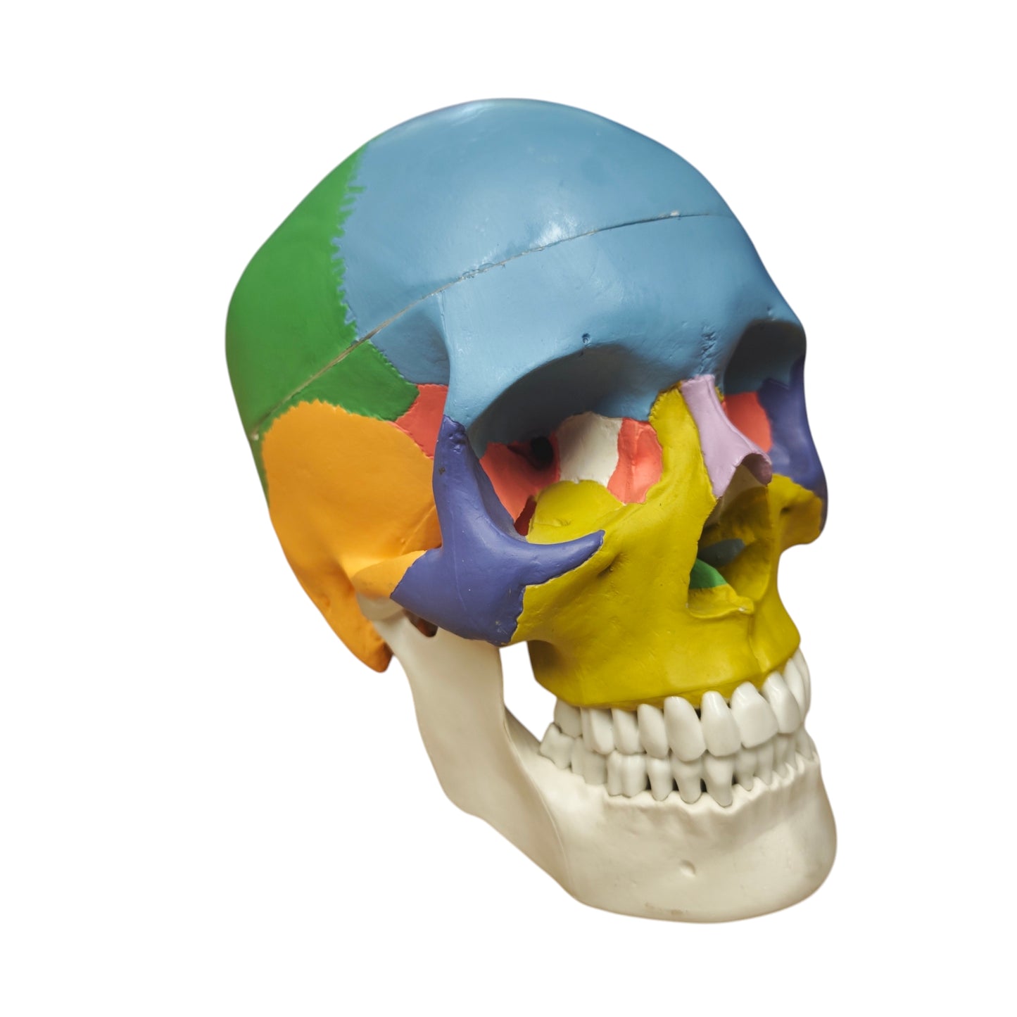 Osteopathisches Modell des menschlichen Schädels didaktische Version Schädelmodell Skelett Totenkopf Kopf