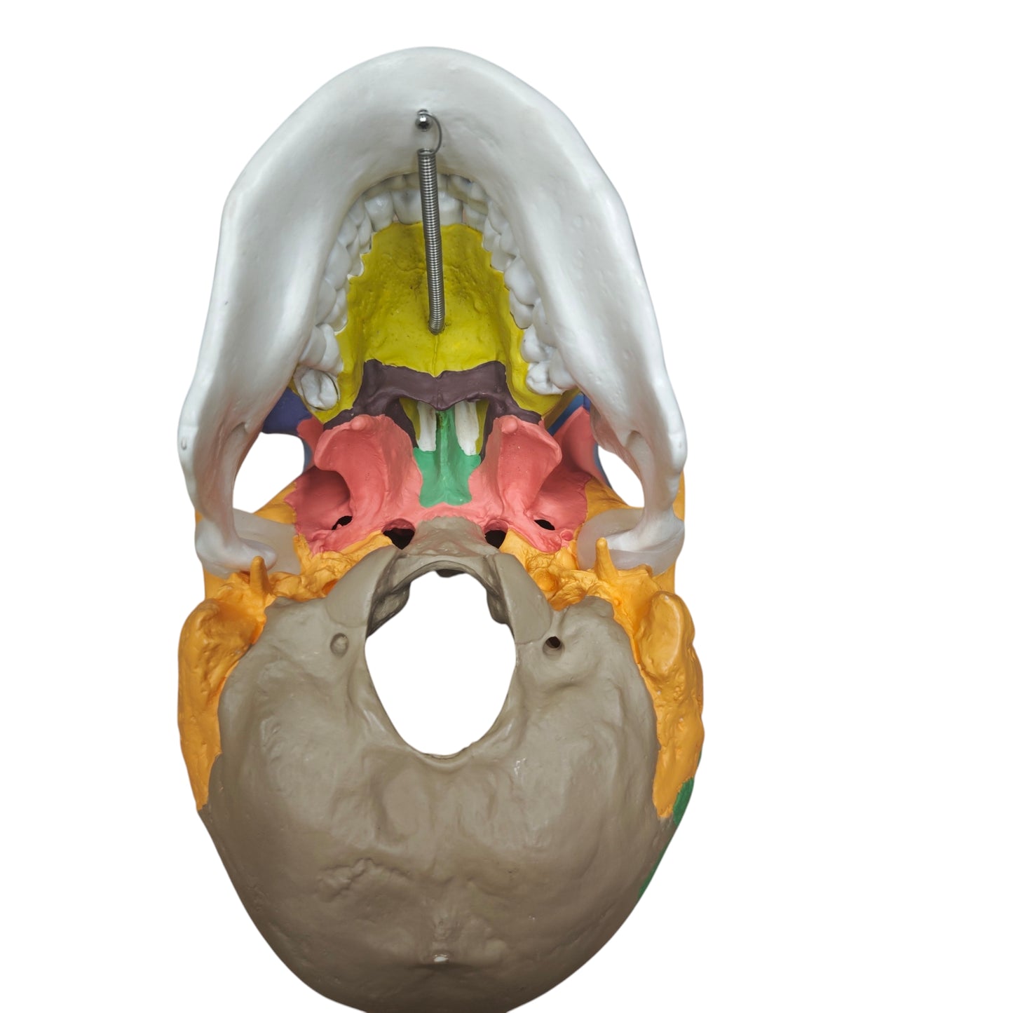 Osteopathisches Modell des menschlichen Schädels didaktische Version Schädelmodell Skelett Totenkopf Kopf