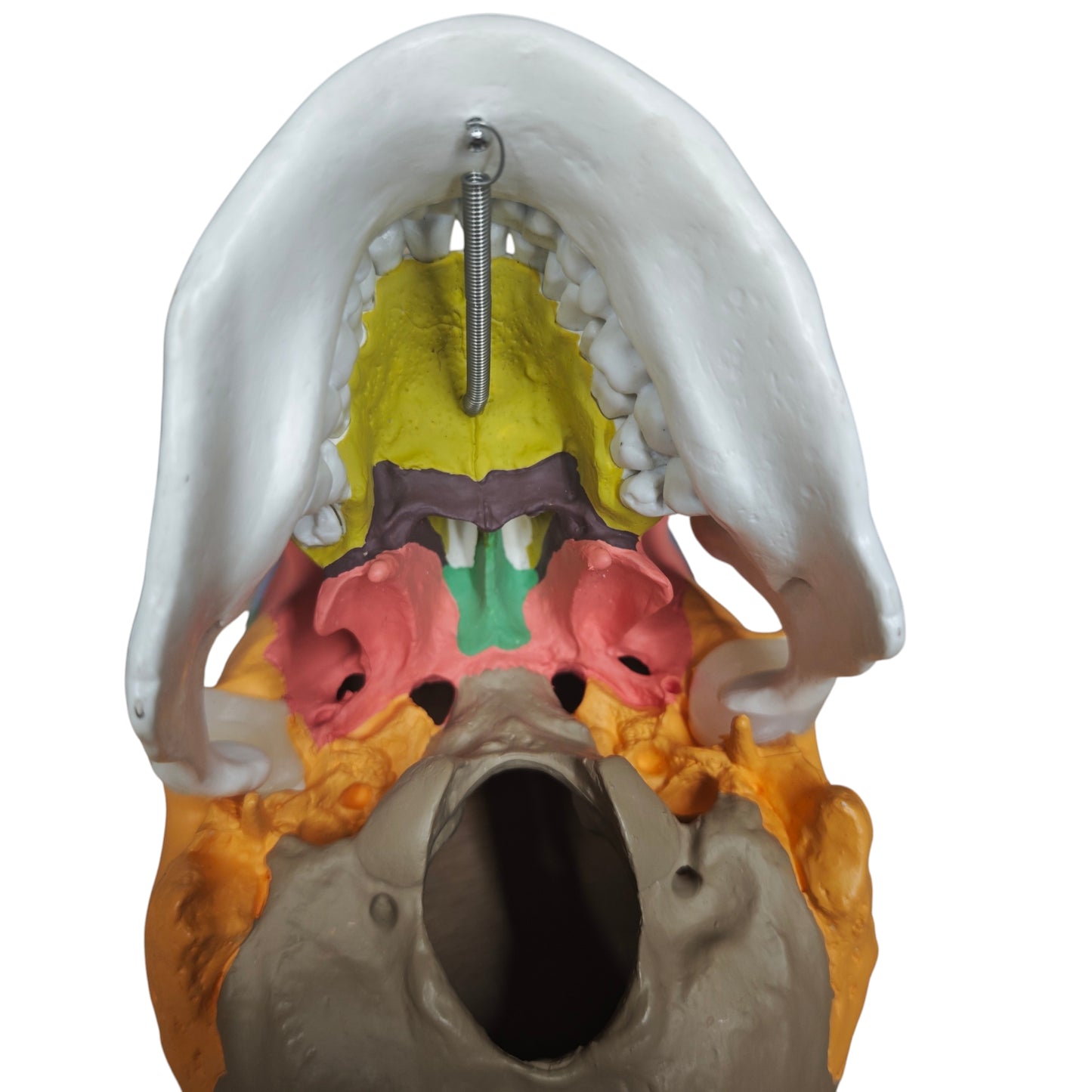Osteopathisches Modell des menschlichen Schädels didaktische Version Schädelmodell Skelett Totenkopf Kopf